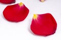 Red rose petals on white background Royalty Free Stock Photo