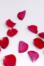 Red rose petals on white background Royalty Free Stock Photo