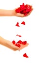 Red rose petals in woman's hand isolated Royalty Free Stock Photo