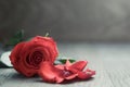 Red rose with petals on wood table Royalty Free Stock Photo
