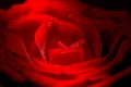 Red rose photo with clipping paths