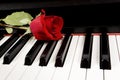 Red Rose on Piano Royalty Free Stock Photo