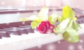 Red rose on piano. Abstract and blur background. Royalty Free Stock Photo