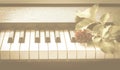 Red rose on piano. Royalty Free Stock Photo