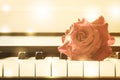 Red rose on piano key. Royalty Free Stock Photo