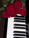 Red rose on piano keyboard Royalty Free Stock Photo