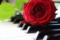 Red rose on piano keyboard Royalty Free Stock Photo