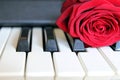 Red rose on piano keyboard. Love song concept, romantic music Royalty Free Stock Photo