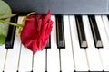 Red rose on piano keyboard. Love song concept, romantic music Royalty Free Stock Photo