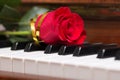 Red rose on piano keyboard Royalty Free Stock Photo