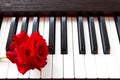 Red rose on piano keyboard. Royalty Free Stock Photo