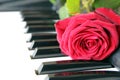 Red rose on piano keyboard. Valentines day concept, romantic music Royalty Free Stock Photo