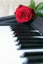 Red rose on piano keyboard. Valentines day concept, romantic music Royalty Free Stock Photo