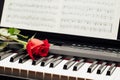 Red rose on piano keys Royalty Free Stock Photo