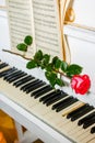 Red rose on piano keys and music book Royalty Free Stock Photo