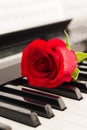 Red rose piano keys romantic background. Royalty Free Stock Photo