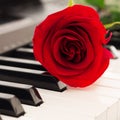 Red rose piano keys romantic background. Royalty Free Stock Photo