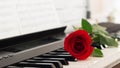 Red rose piano keys romantic background.