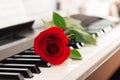 Red rose piano keys romantic background. Royalty Free Stock Photo