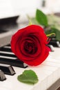 Red rose piano keys romantic background. Royalty Free Stock Photo