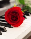 Red rose piano keys romantic background.