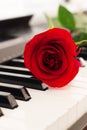 Red rose piano keys romantic background. Royalty Free Stock Photo