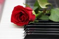 Red rose on piano, love and music Royalty Free Stock Photo