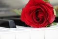 Red rose on piano, love and music Royalty Free Stock Photo