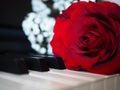 Red rose on piano, romantic music composition Royalty Free Stock Photo