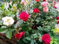 Red rose pink rose and white rose Royalty Free Stock Photo