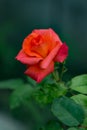 Red rose plant outdoors in the garden