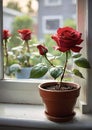 red rose in plant pot on window sill in urban setting