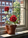 red rose in plant pot on window sill in urban setting