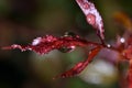 Red rose plant and rain drops Royalty Free Stock Photo
