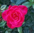 Red rose in portland,oregon Royalty Free Stock Photo