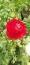 Red rose in pot open Royalty Free Stock Photo
