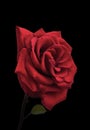 Red Rose Premium Royalty Free Stock Photo