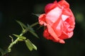 Red rose in profile, lightened up by sun Royalty Free Stock Photo