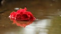 Red rose in a puddle with a reflection.