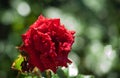 Red rose in the rain Royalty Free Stock Photo