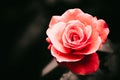 Red rose after the rain detail with several water droplets with a dramatic natural light illumination against a dark background Royalty Free Stock Photo