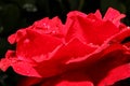 red rose rain drop macro Royalty Free Stock Photo