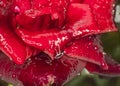 red rose rain drop macro Royalty Free Stock Photo