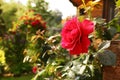 Red rose with rain drops close up photo Royalty Free Stock Photo