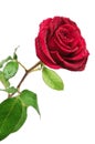 Red rose with rain drops Royalty Free Stock Photo