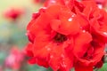 Red rose with rain drops on petals in the park