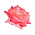 Red rose after rain isolated on a white background. Beautiful natural flower for postcards and design project