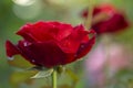 Red rose after the rain over natural background. Royalty Free Stock Photo