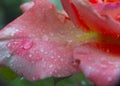 red rose rain Royalty Free Stock Photo