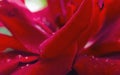 red rose rain Royalty Free Stock Photo